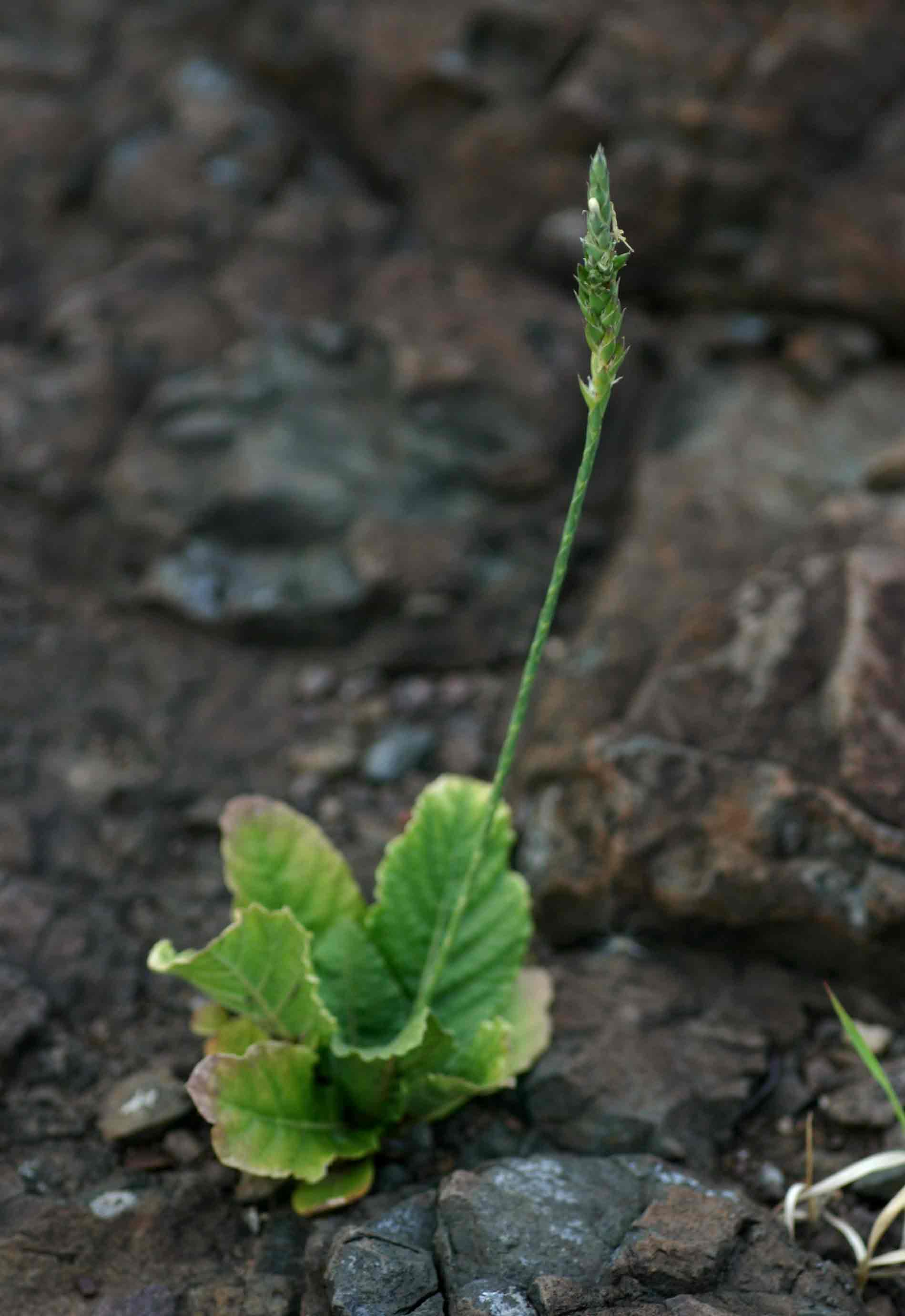 Elytraria acaulis Elytraria acaulis