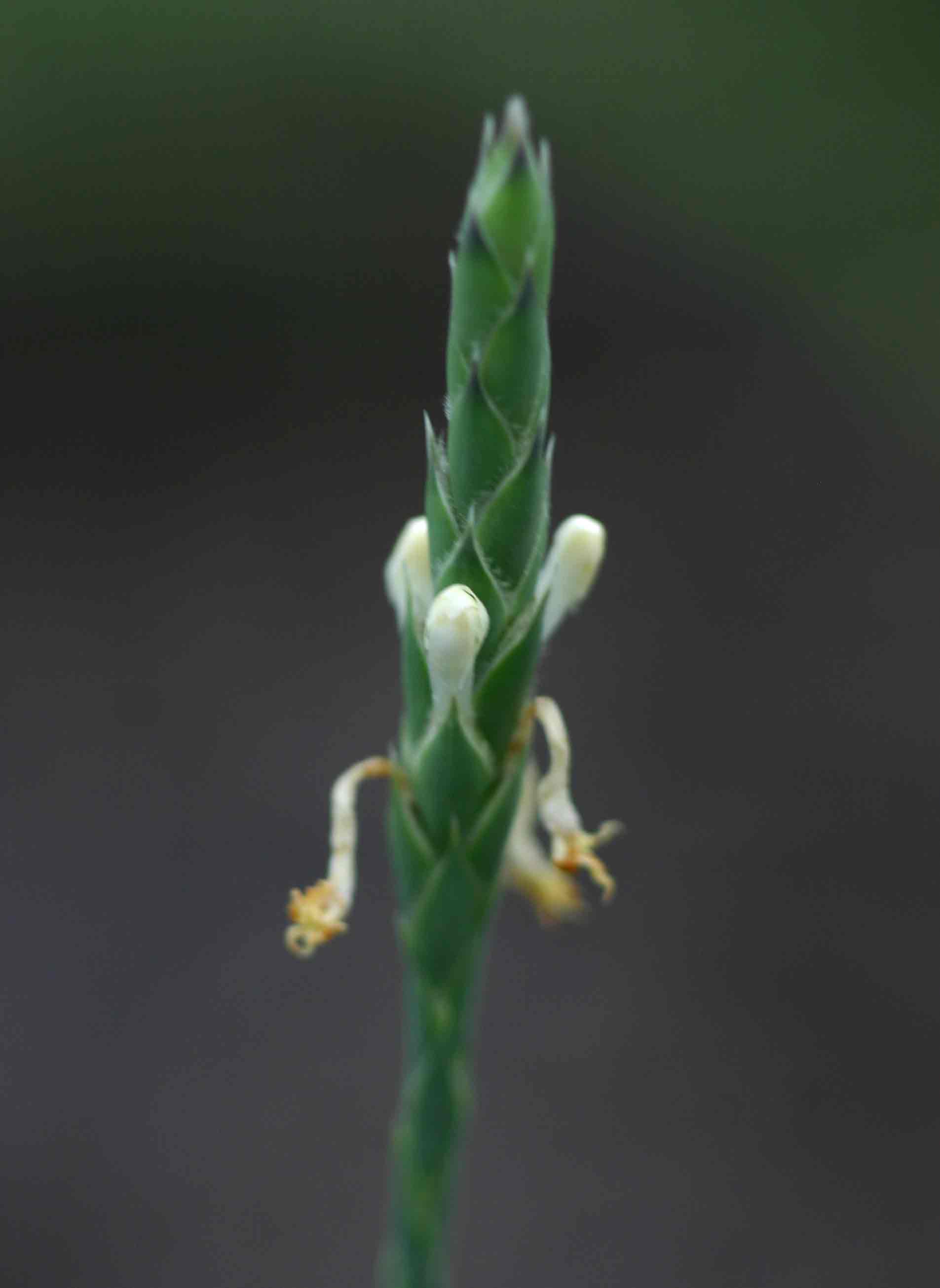 Elytraria acaulis Elytraria acaulis