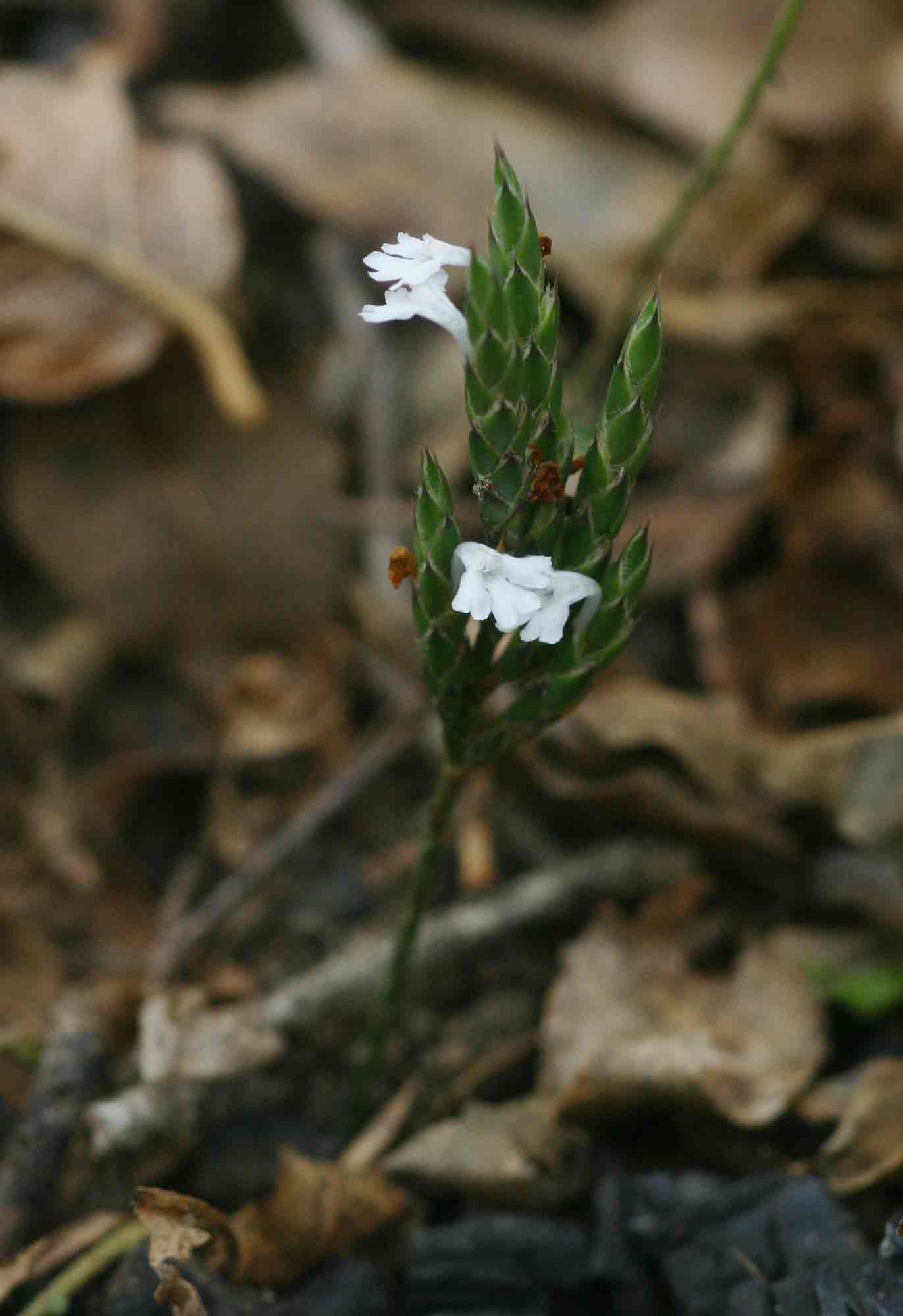 Elytraria acaulis Elytraria acaulis