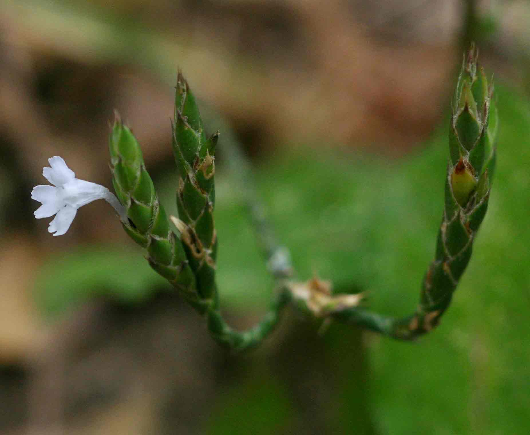 Elytraria acaulis Elytraria acaulis