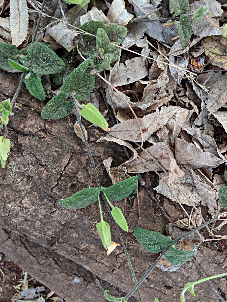 Thunbergia alata