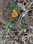 Thunbergia alata