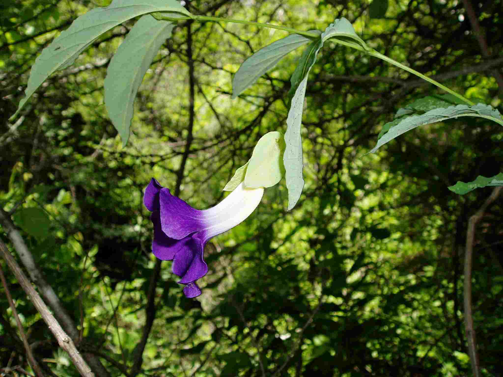 Thunbergia crispa Thunbergia crispa