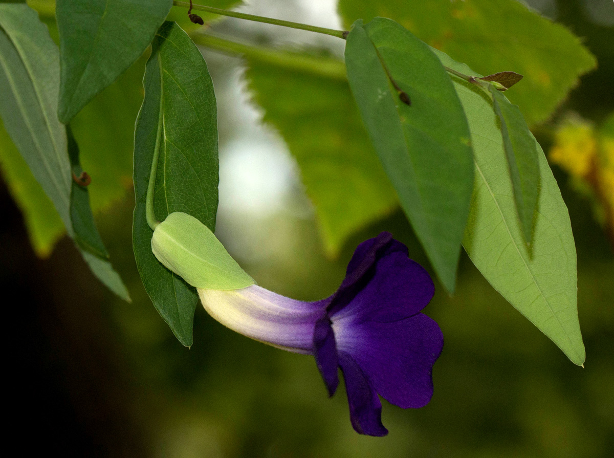 Thunbergia crispa Thunbergia crispa