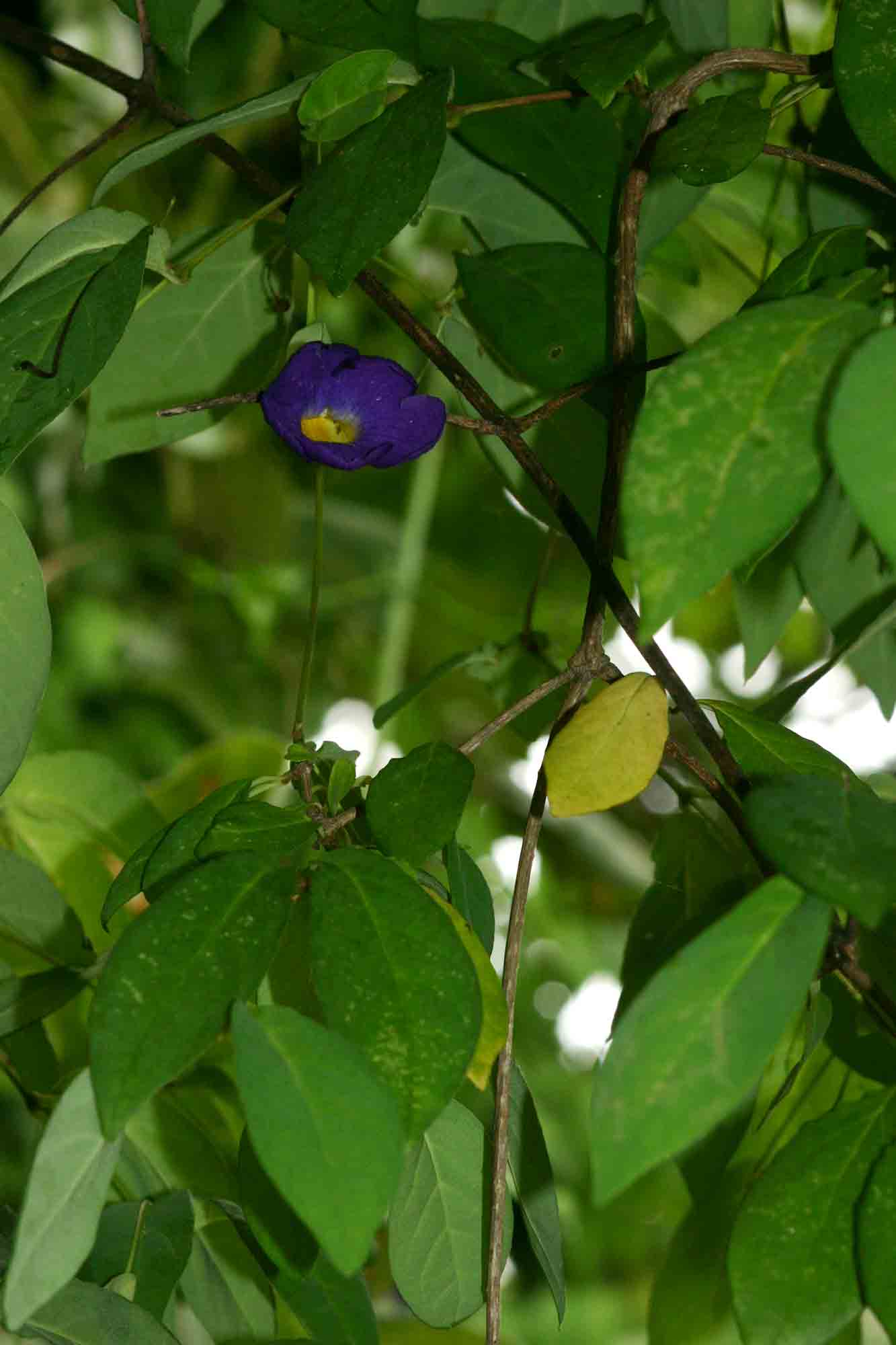 Thunbergia crispa Thunbergia crispa