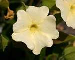Thunbergia huillensis
