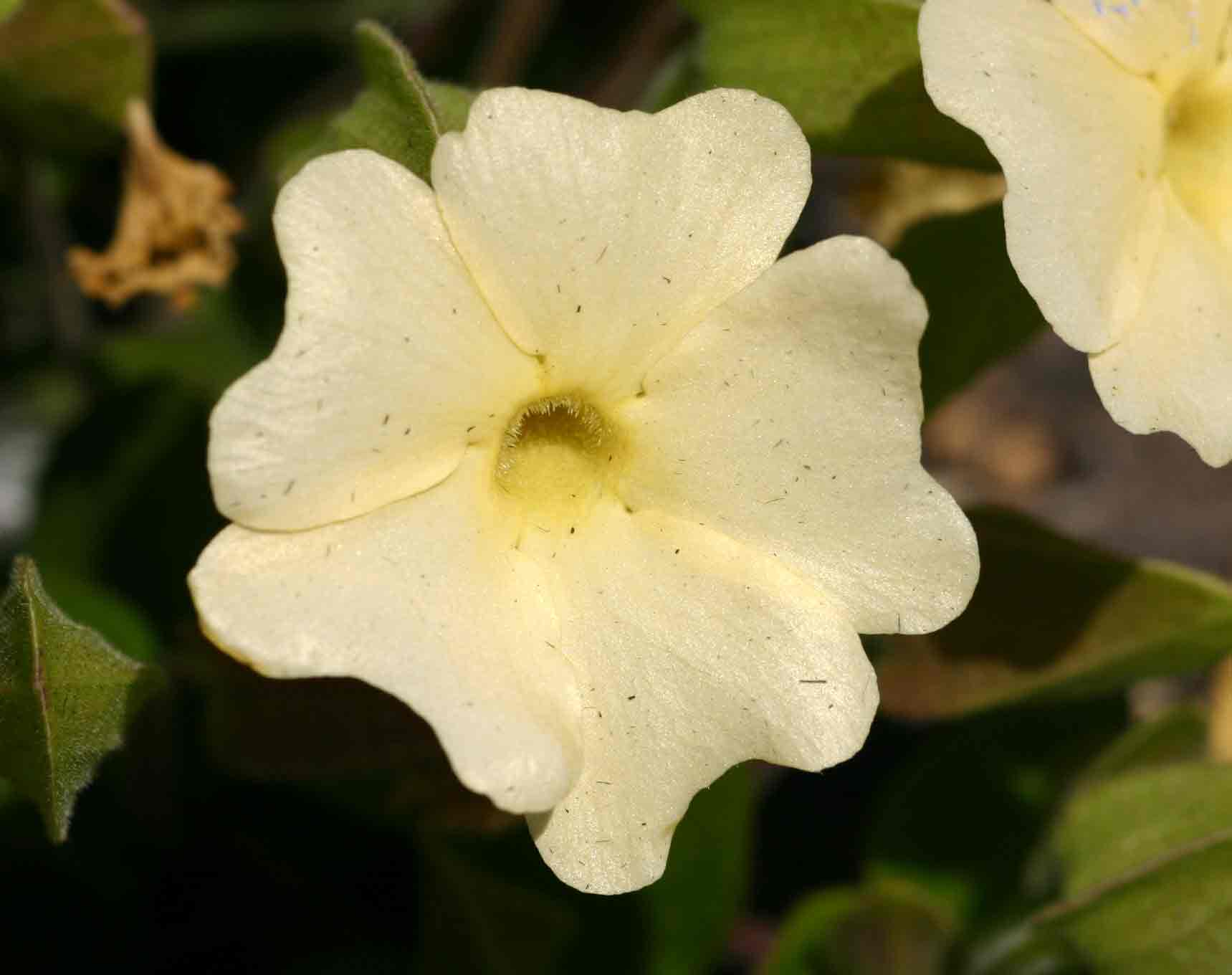 Thunbergia huillensis