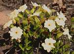 Thunbergia huillensis