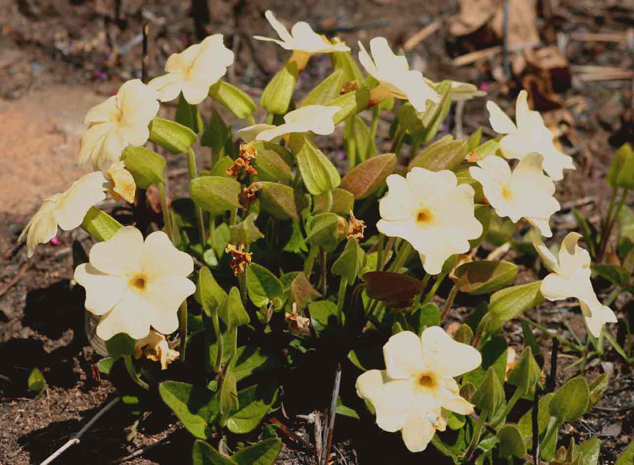 Thunbergia huillensis