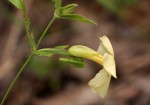 Thunbergia huillensis