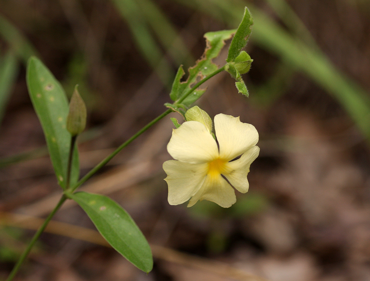 Thunbergia huillensis Thunbergia huillensis