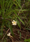 Thunbergia huillensis