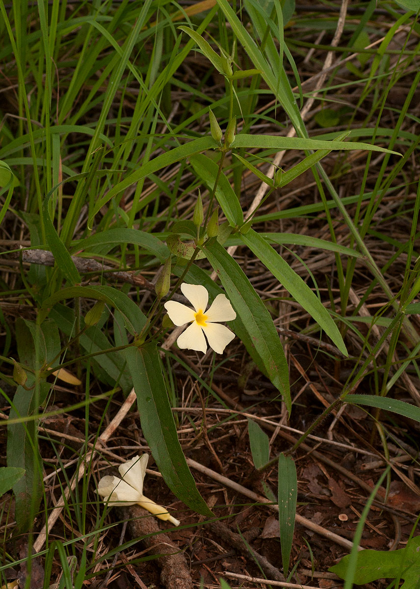 Thunbergia huillensis Thunbergia huillensis