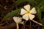 Thunbergia huillensis