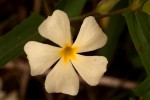 Thunbergia huillensis