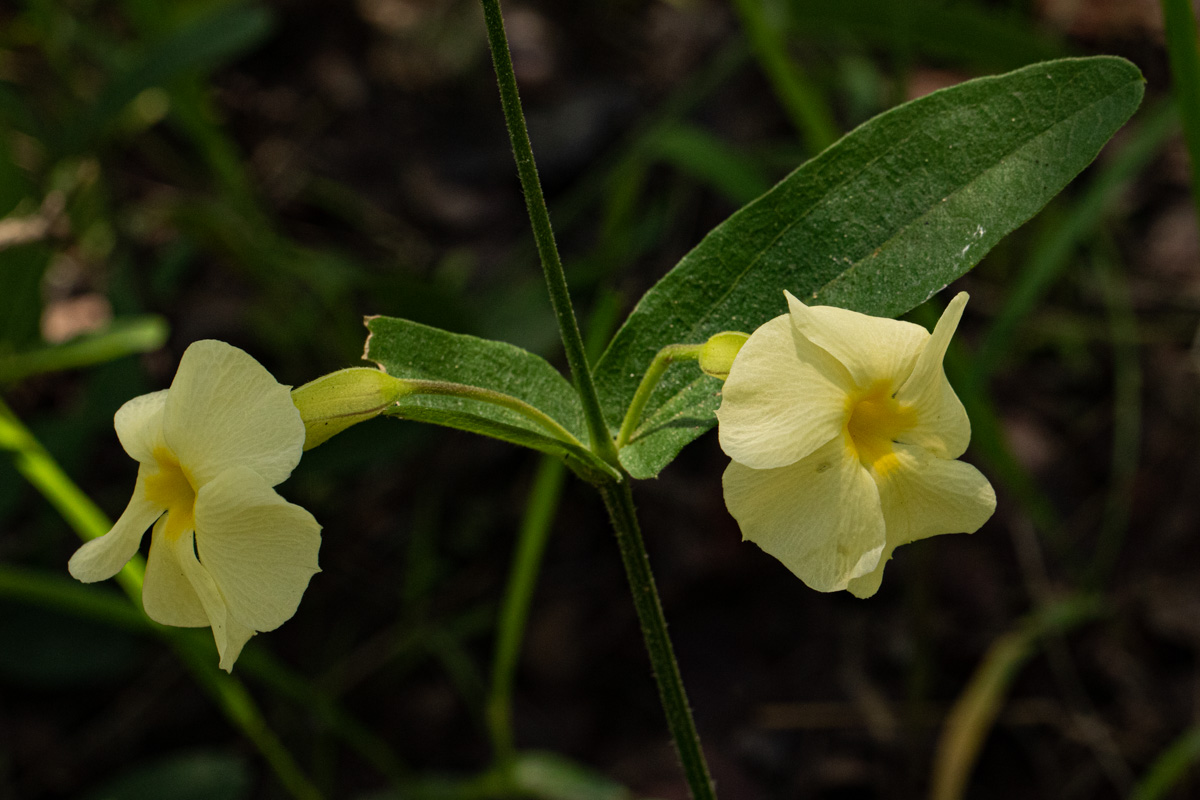 Thunbergia huillensis Thunbergia huillensis