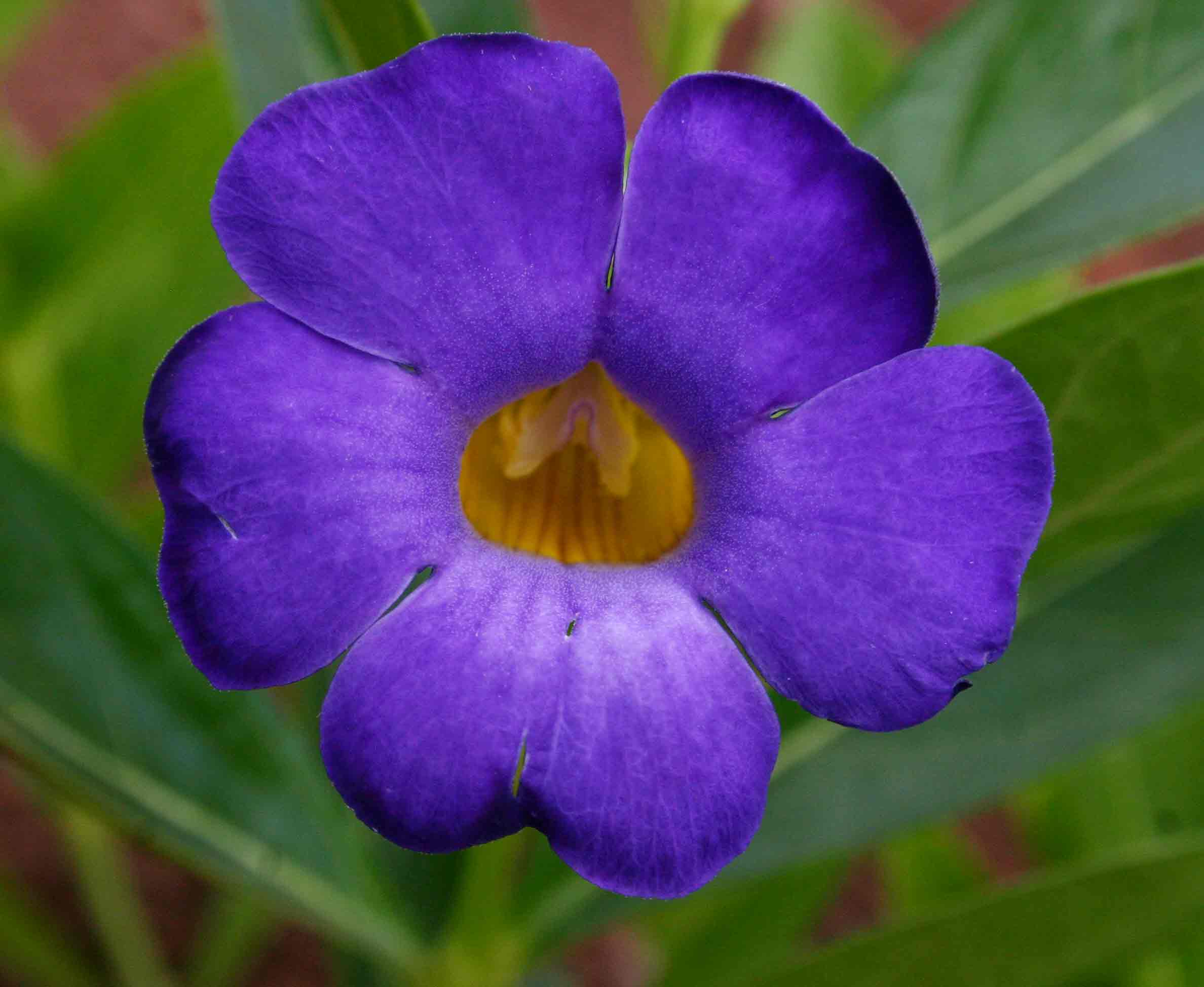 Thunbergia oblongifolia Thunbergia oblongifolia