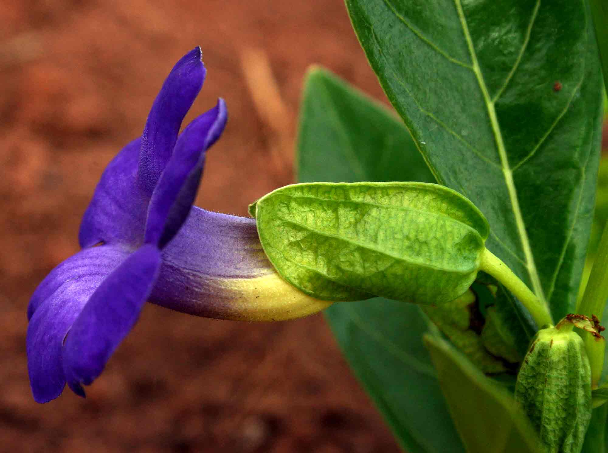 Thunbergia oblongifolia Thunbergia oblongifolia
