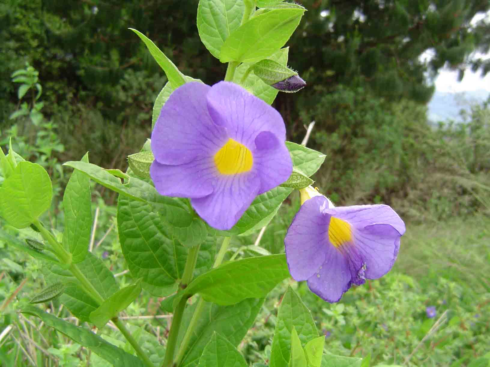 Thunbergia natalensis Thunbergia natalensis