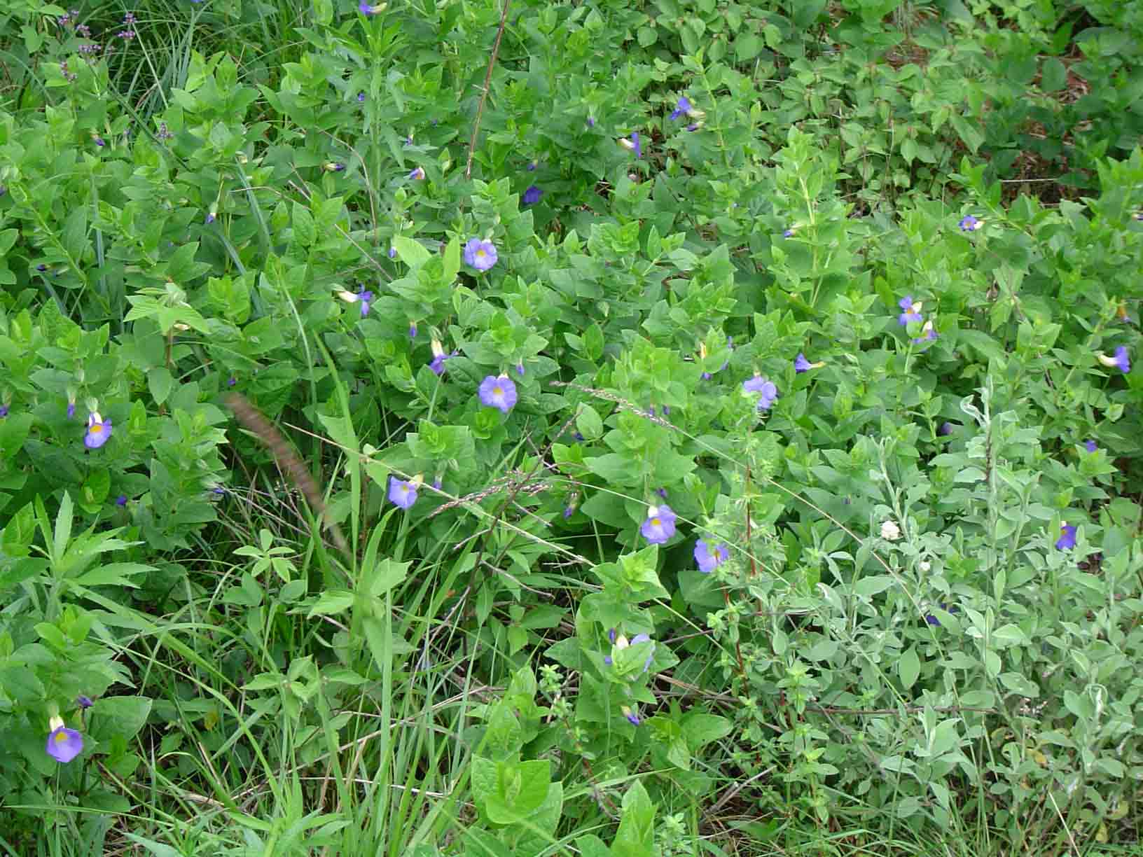 Thunbergia natalensis