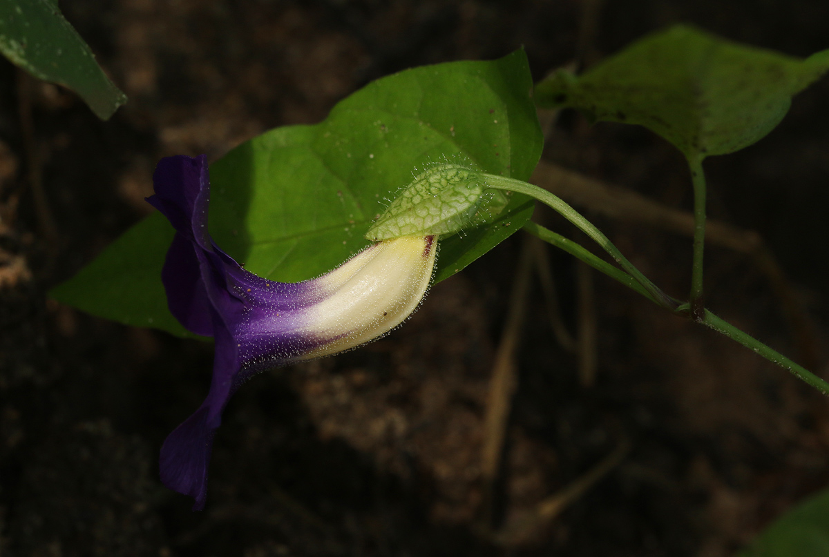 Thunbergia petersiana Thunbergia petersiana
