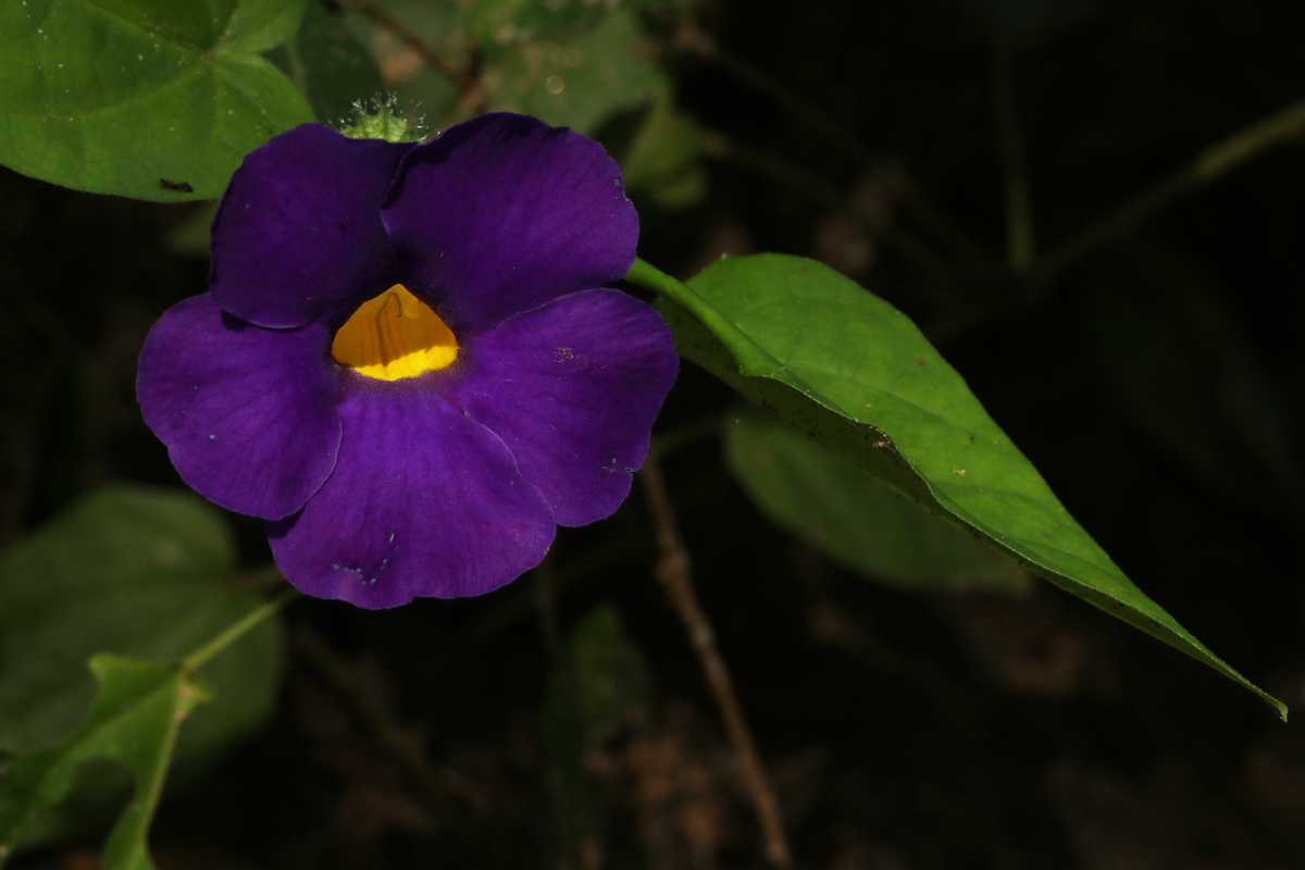 Thunbergia petersiana Thunbergia petersiana