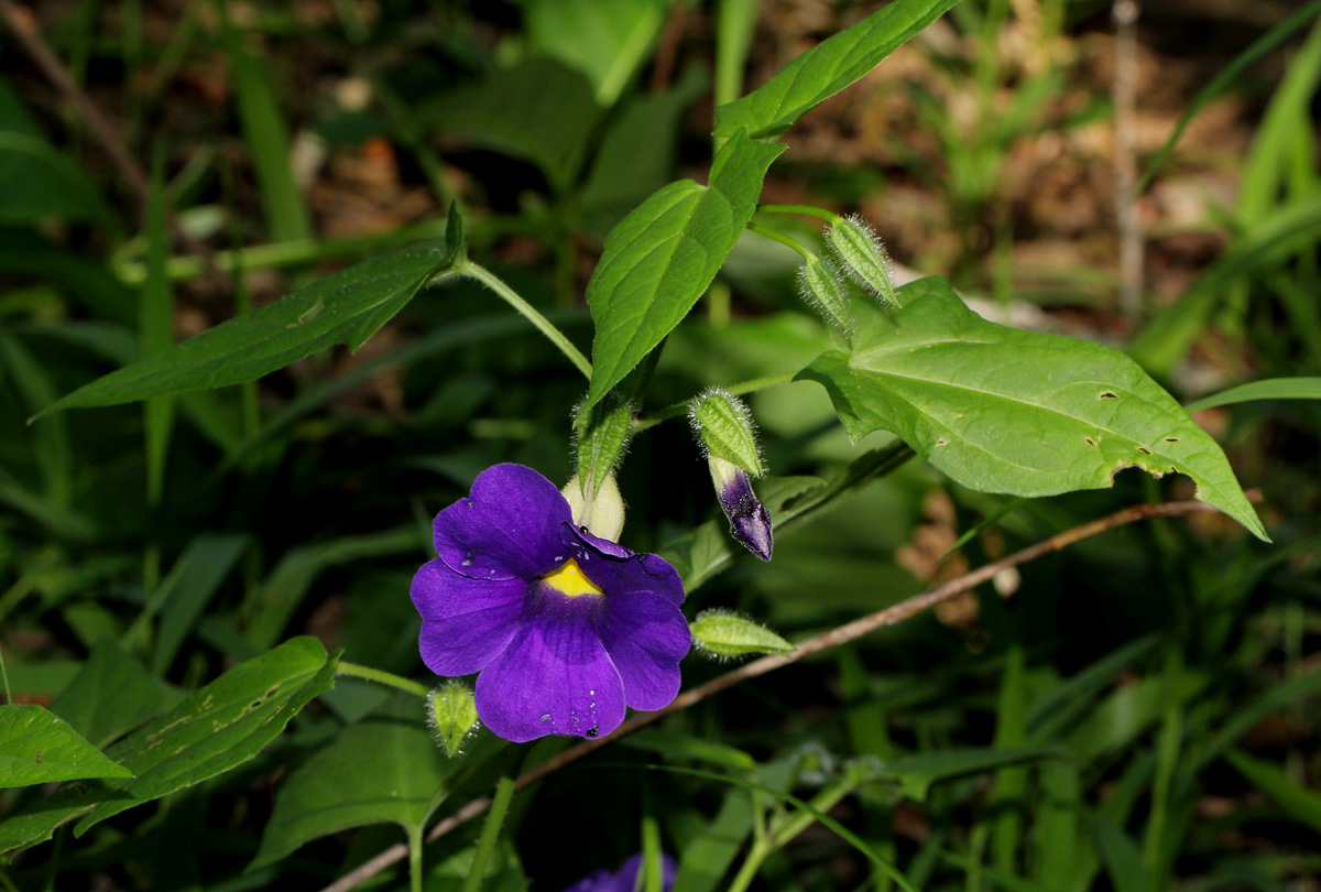 Thunbergia petersiana Thunbergia petersiana