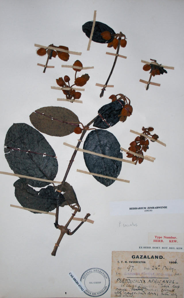 Pseudocalyx saccatus
