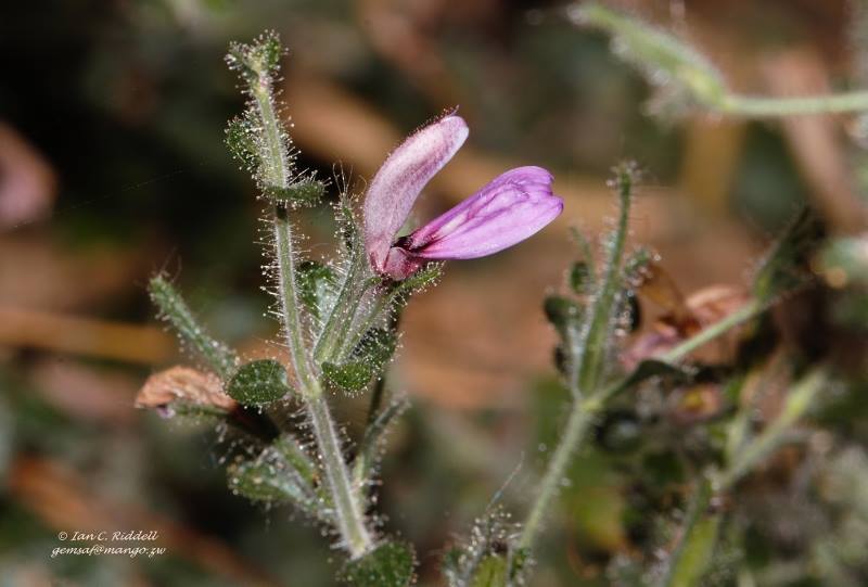 Brillantaisia pubescens Brillantaisia pubescens