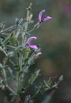 Brillantaisia pubescens