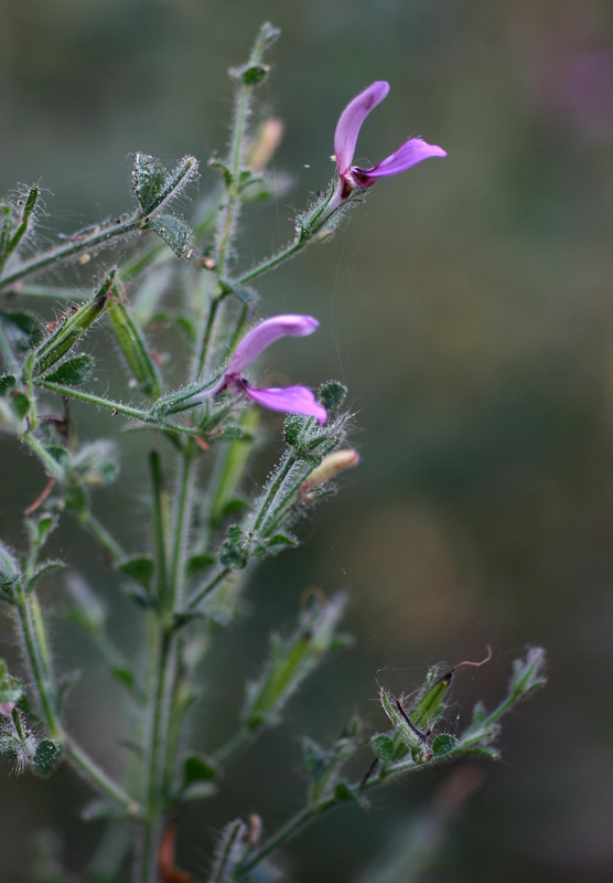 Brillantaisia pubescens Brillantaisia pubescens