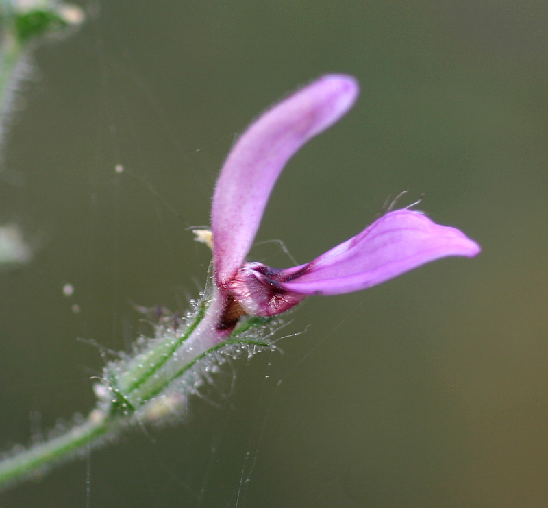 Brillantaisia pubescens Brillantaisia pubescens