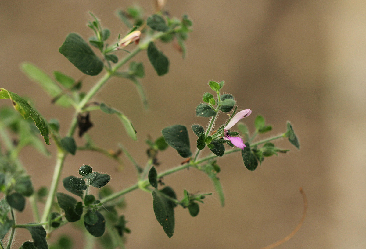 Brillantaisia pubescens Brillantaisia pubescens