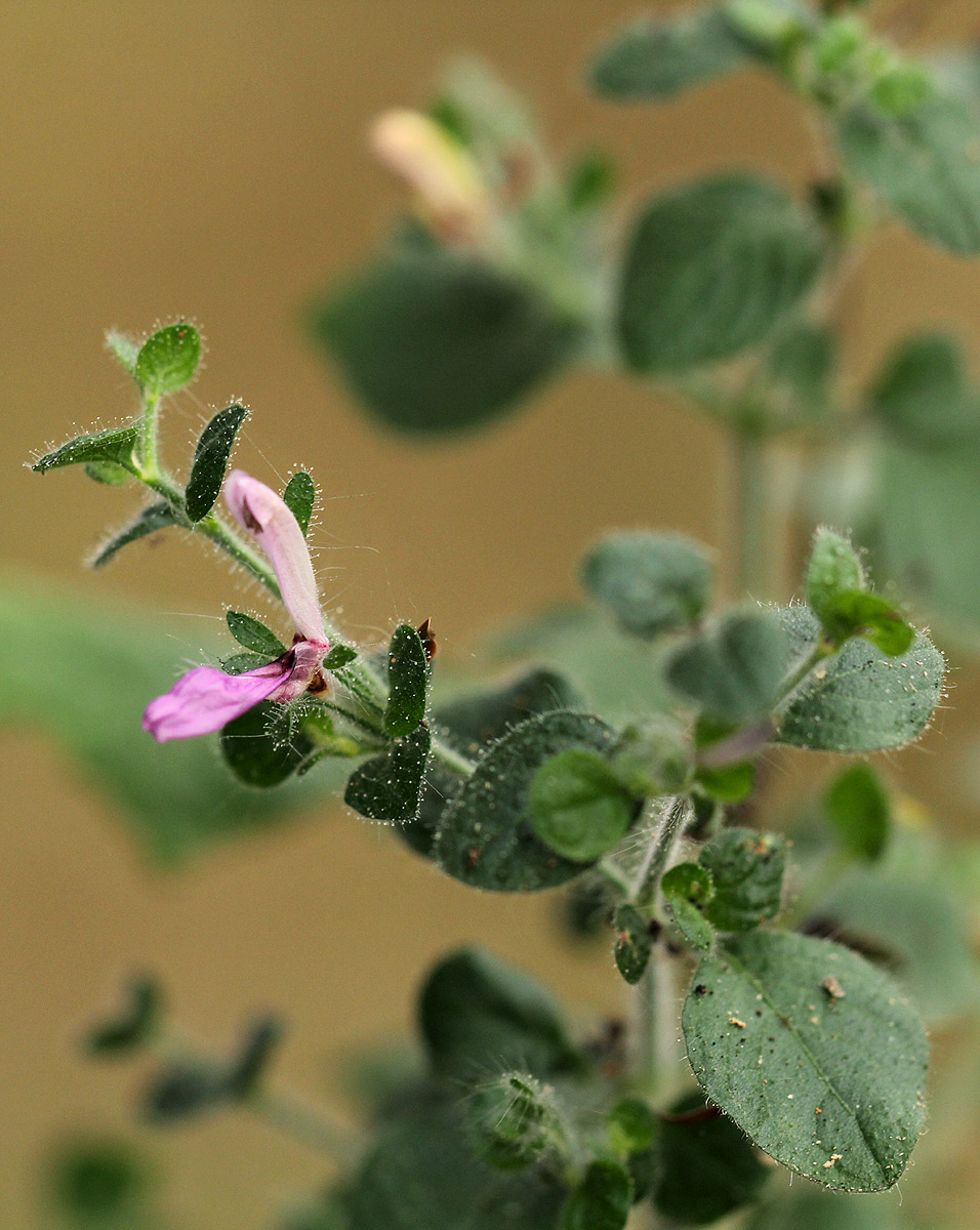 Brillantaisia pubescens Brillantaisia pubescens