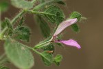 Brillantaisia pubescens