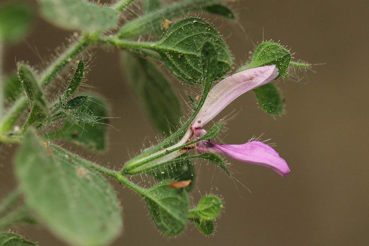 Brillantaisia pubescens Brillantaisia pubescens