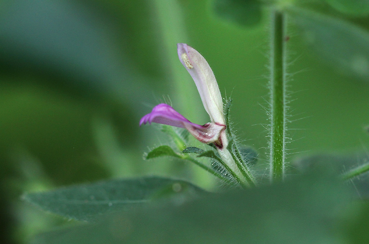 Brillantaisia pubescens Brillantaisia pubescens