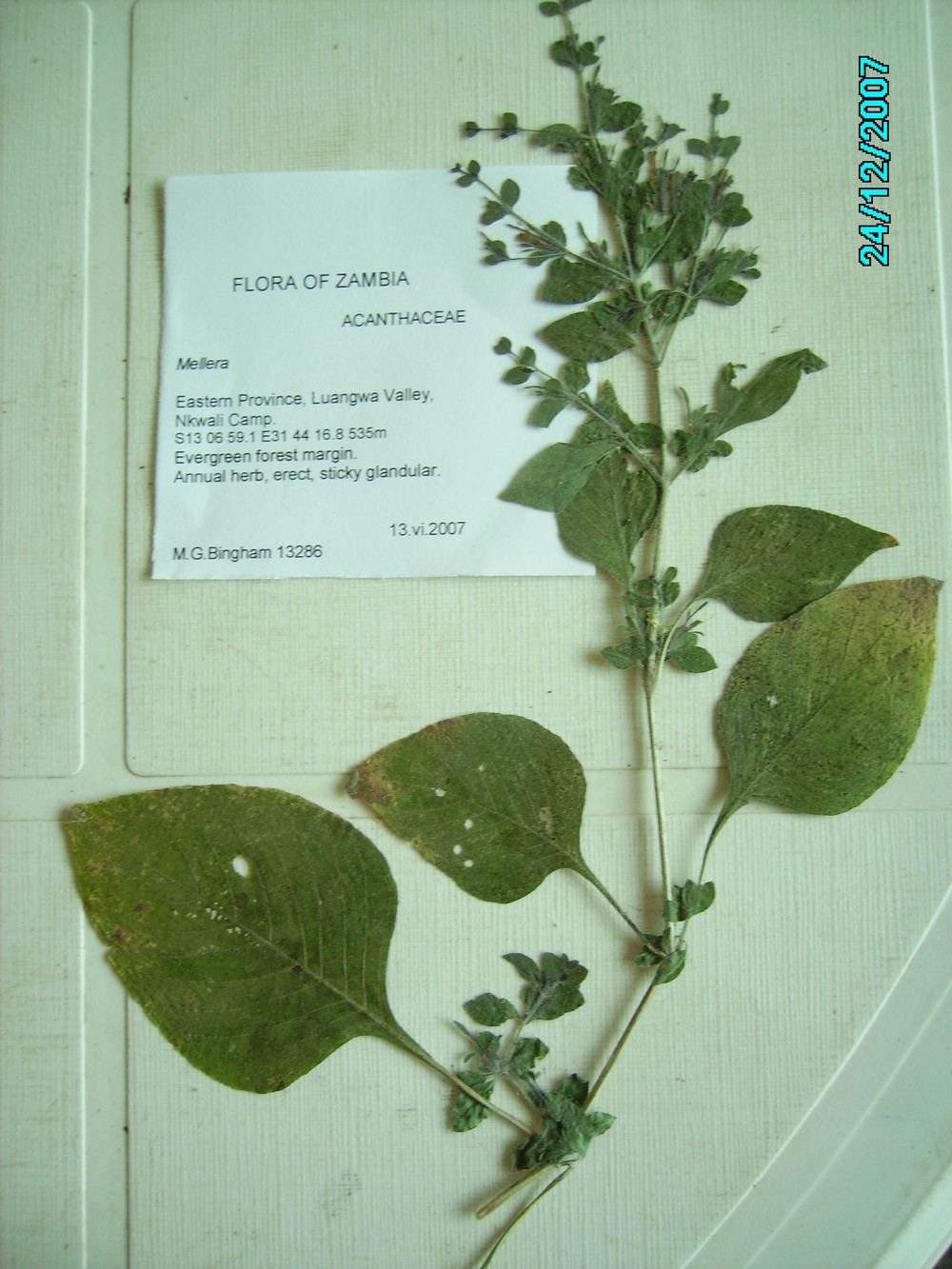 Brillantaisia pubescens Brillantaisia pubescens