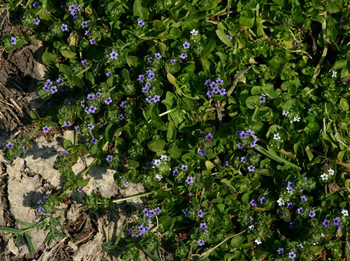 Hygrophila abyssinica Hygrophila abyssinica