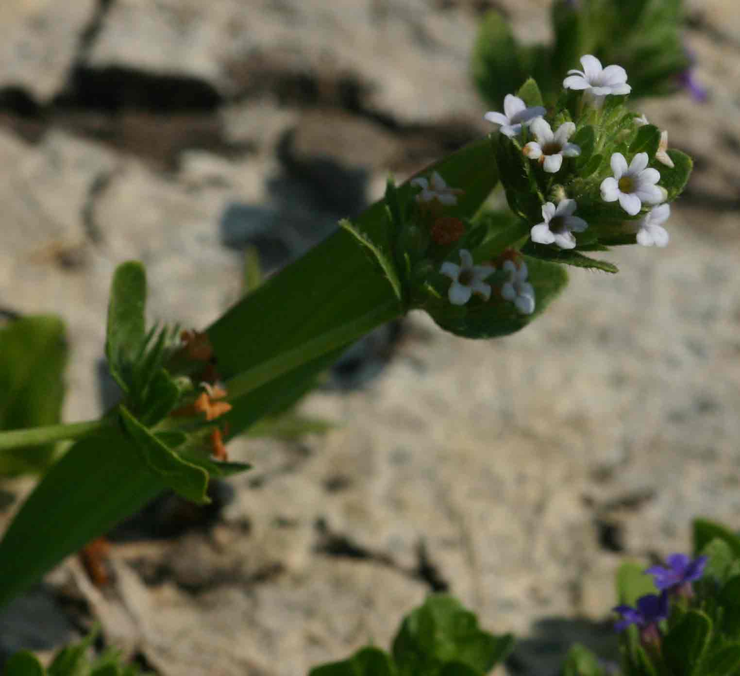 Hygrophila abyssinica Hygrophila abyssinica