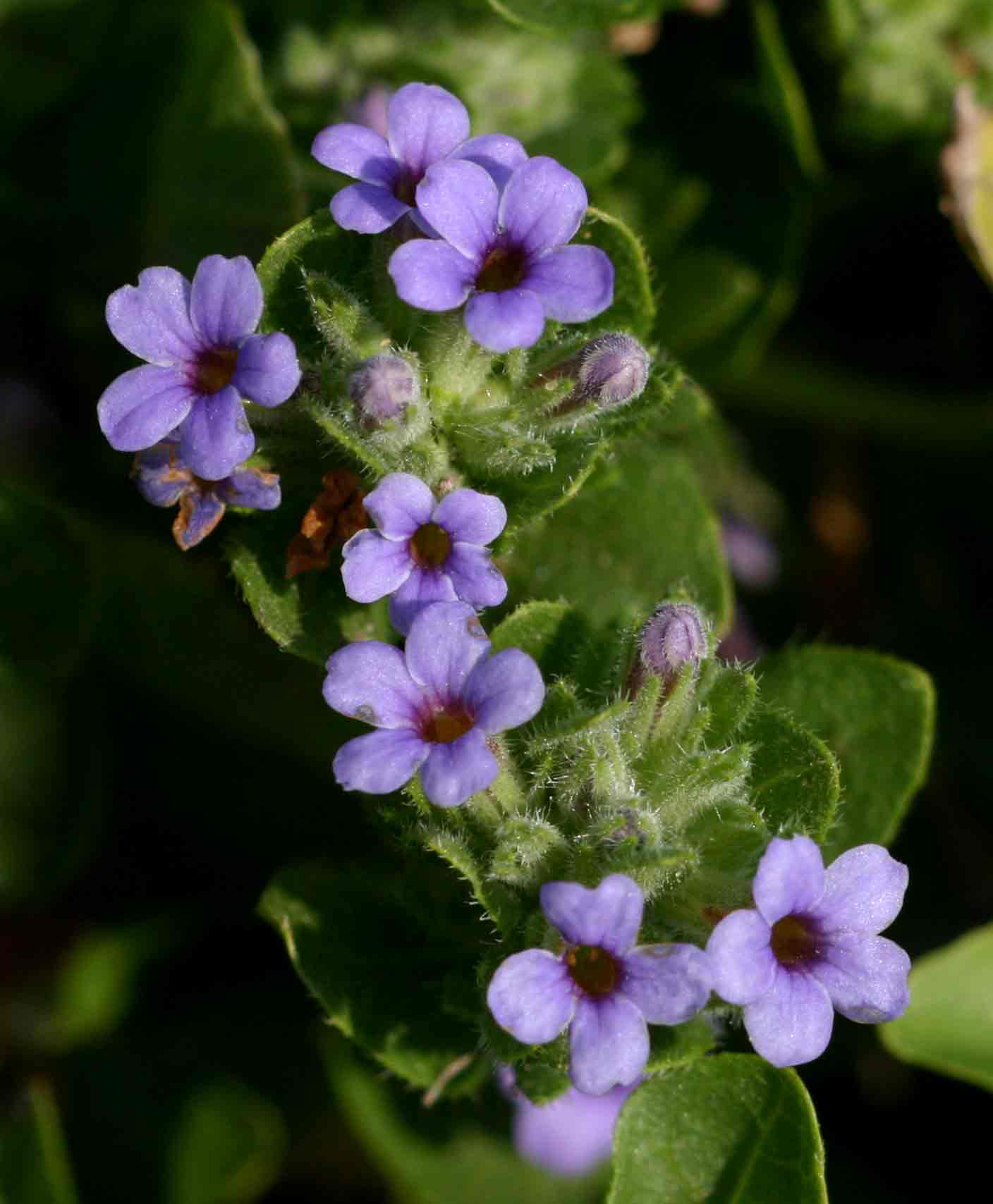 Hygrophila abyssinica Hygrophila abyssinica