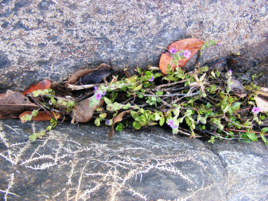 Hygrophila abyssinica Hygrophila abyssinica