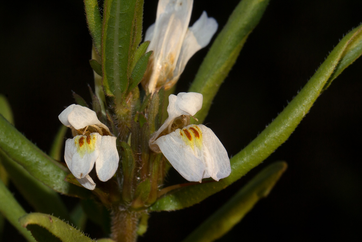 Hygrophila schulli