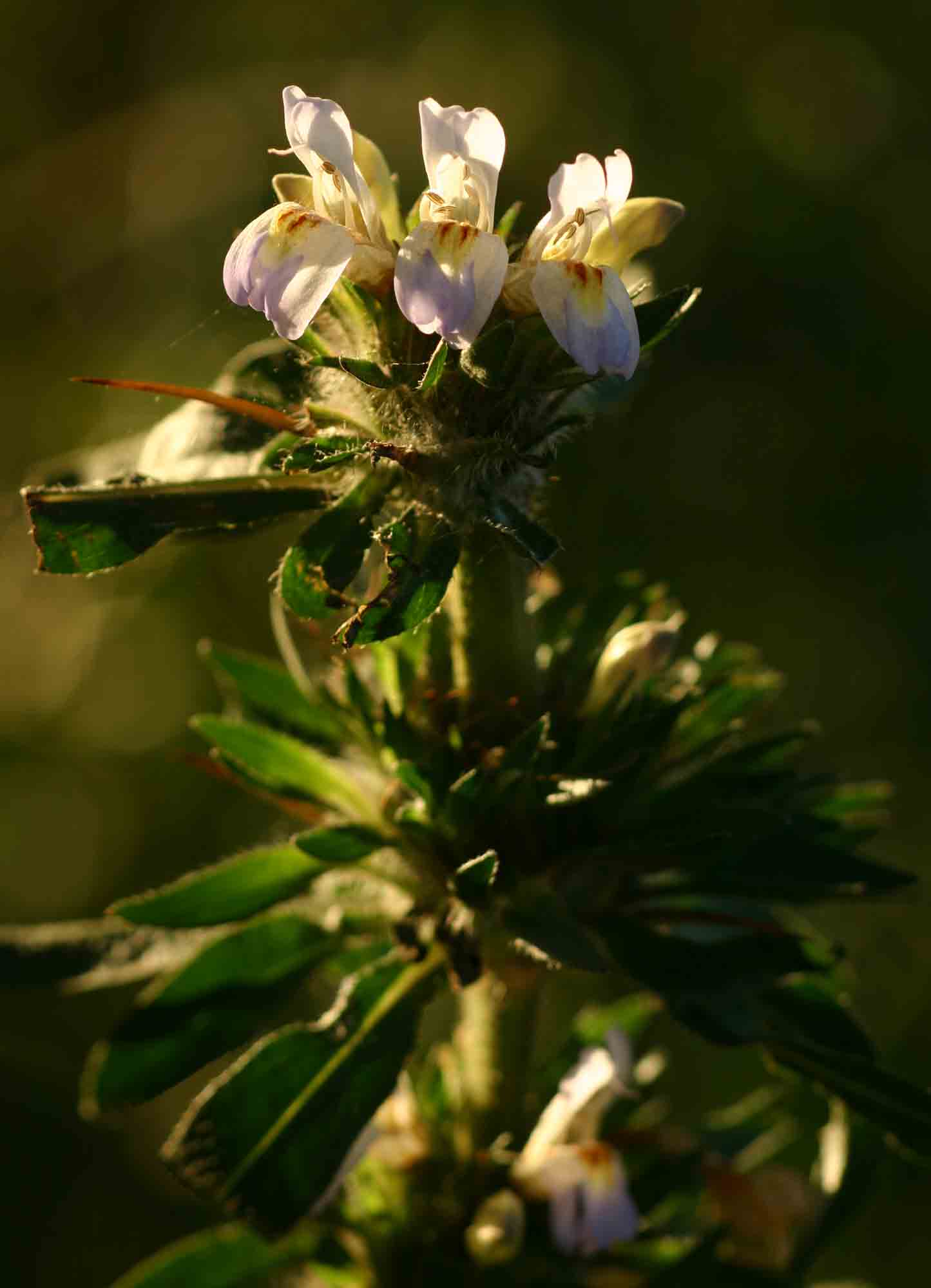 Hygrophila schulli