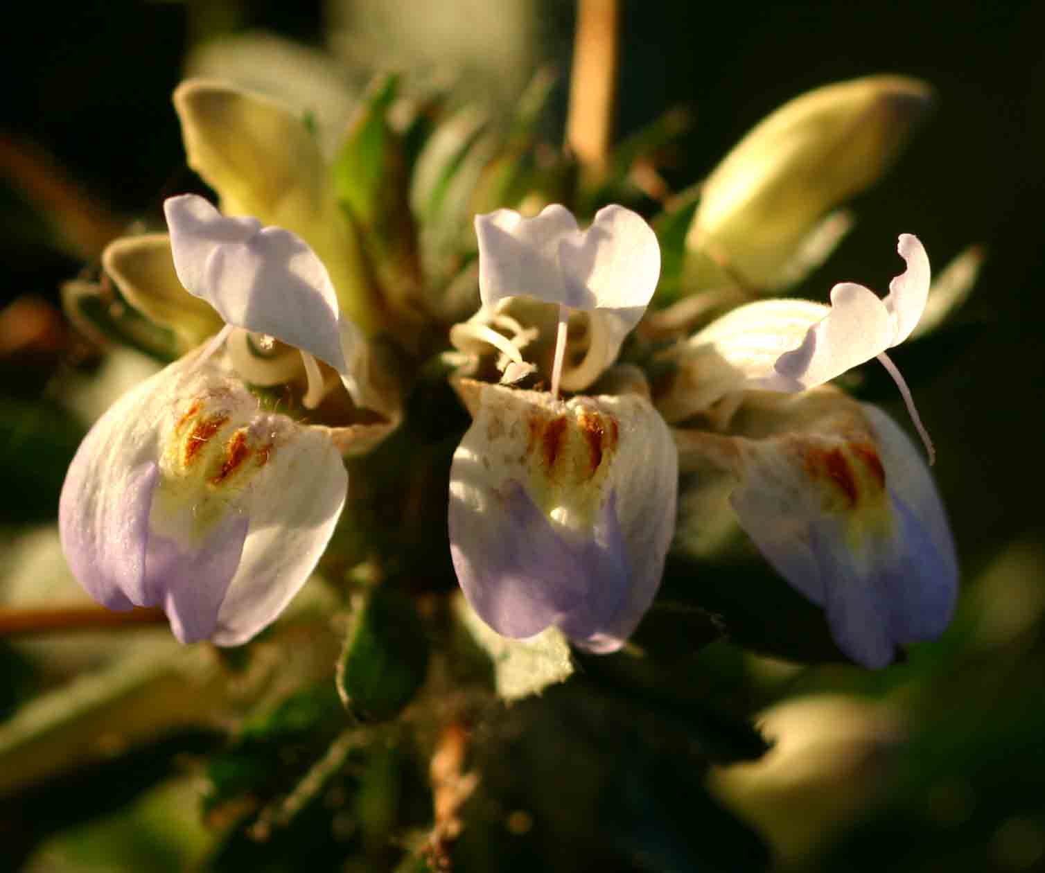 Hygrophila schulli