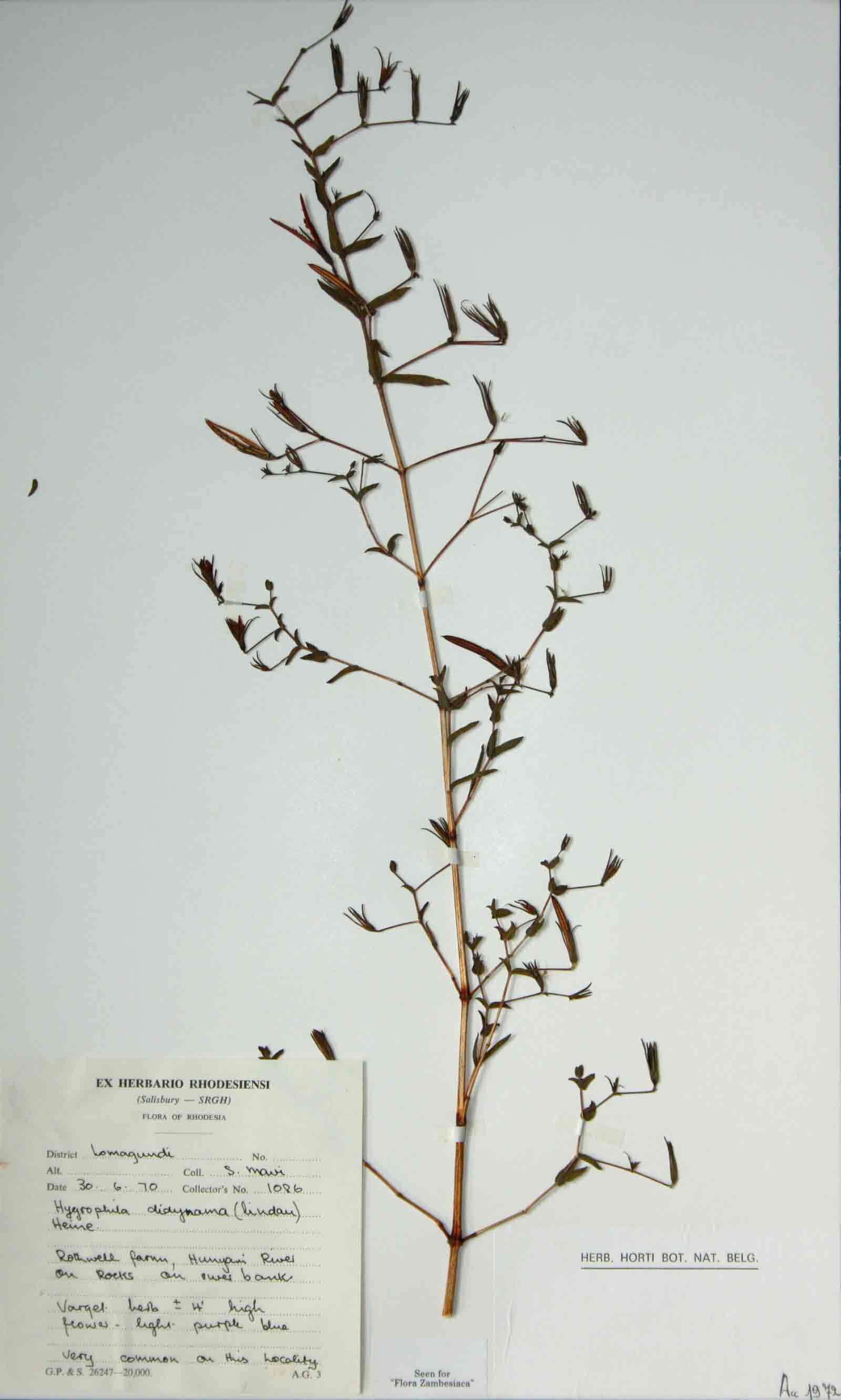 Hygrophila didynama Hygrophila didynama