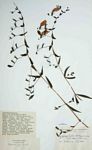 Hygrophila didynama