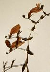 Hygrophila didynama
