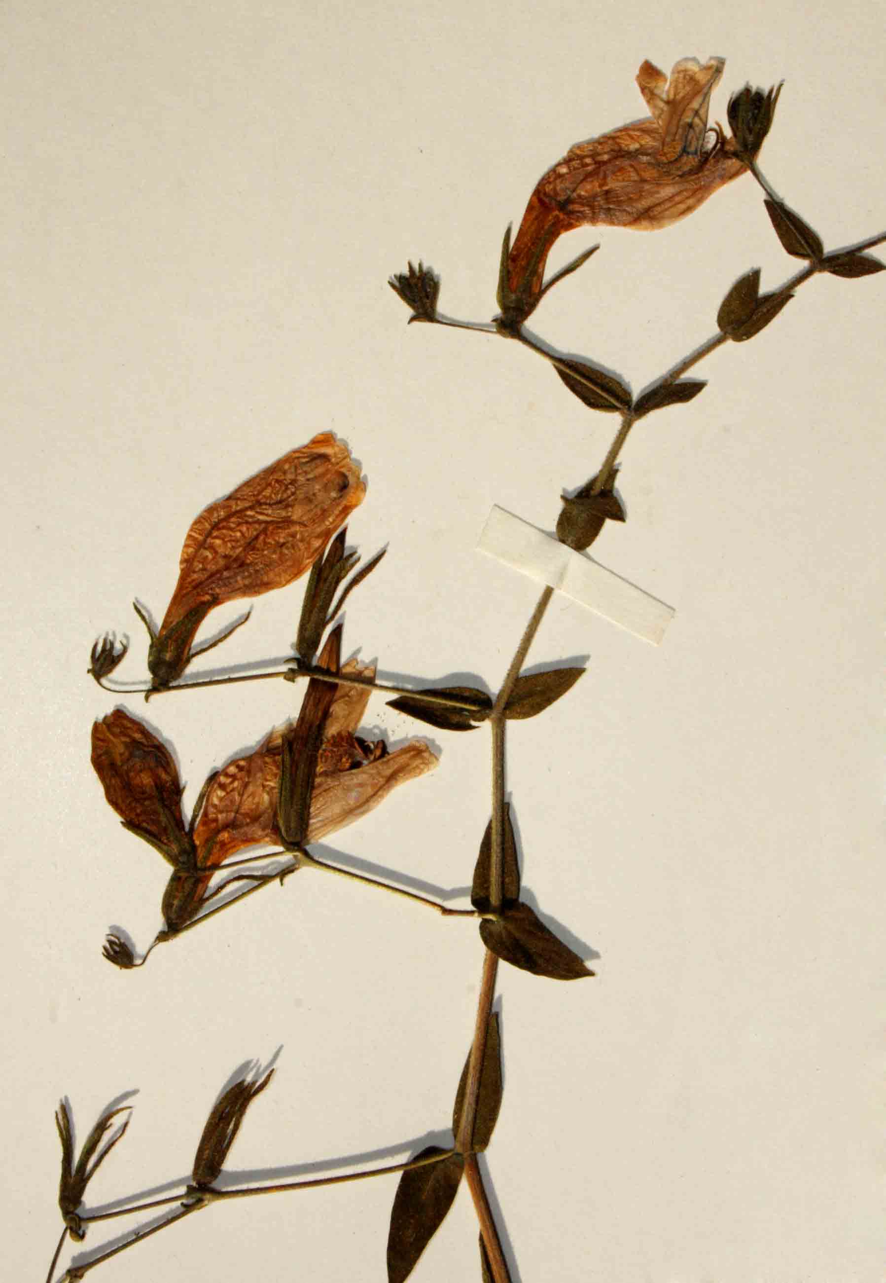 Hygrophila didynama