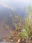 Hygrophila didynama